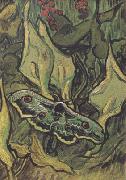 Vincent Van Gogh Death's-Head Moth (nn04) oil